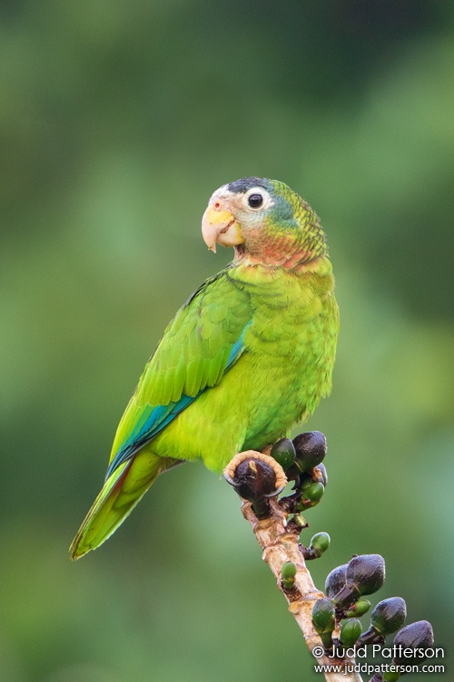 Yellow-billed Parrot, Hope Royal Botanical Gardens, Jamaica